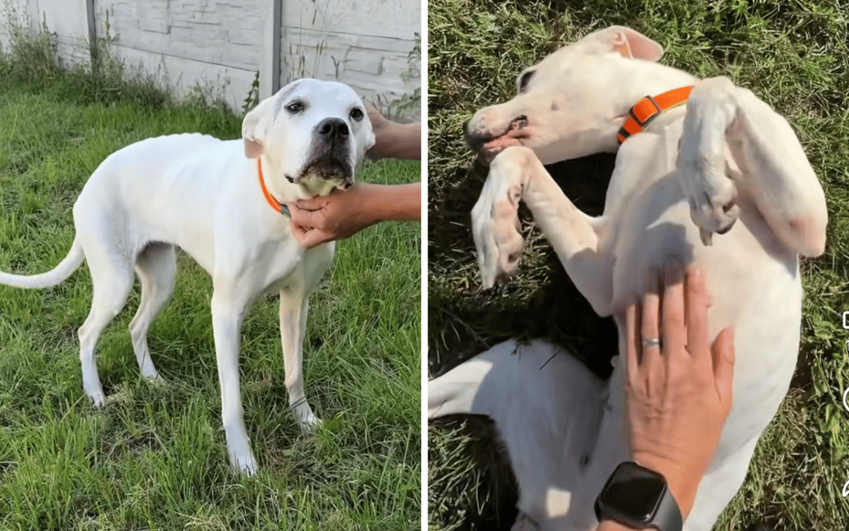 Zanedbanou fenku Dorotku vrátili po adopci do útulku. Hledá nový domov