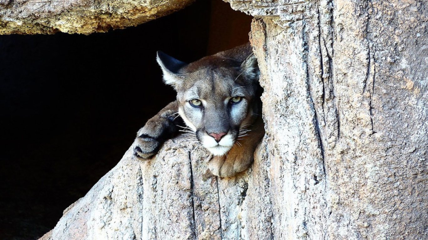 Kolem Týna nad Vltavou pobíhá divoká puma, pátrají po ní myslivci i policie