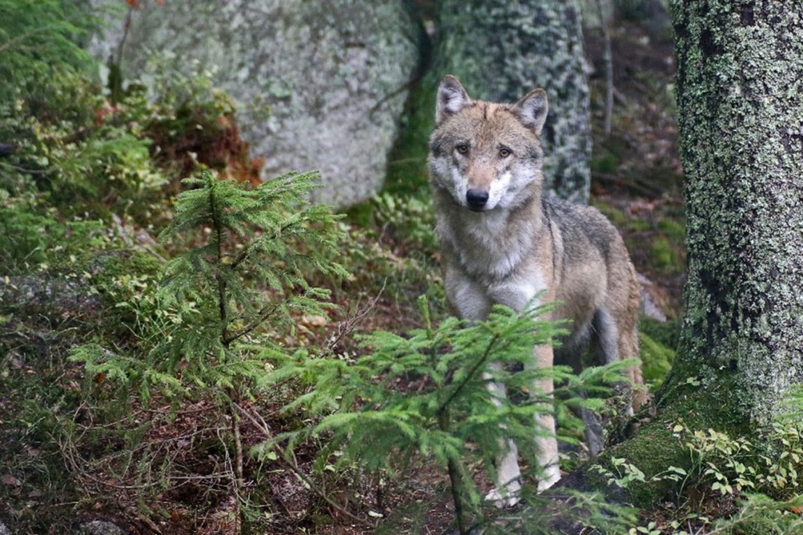 Mimo výběh v Srní se pohybuje vlk, národní park kvůli bezpečnosti uzavřel stezku