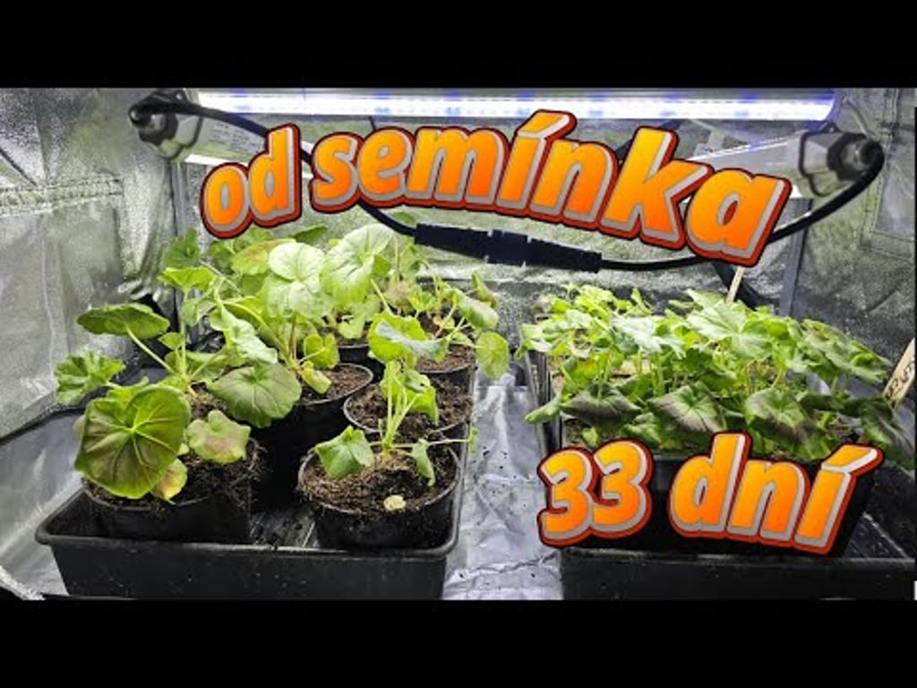 Video k článku