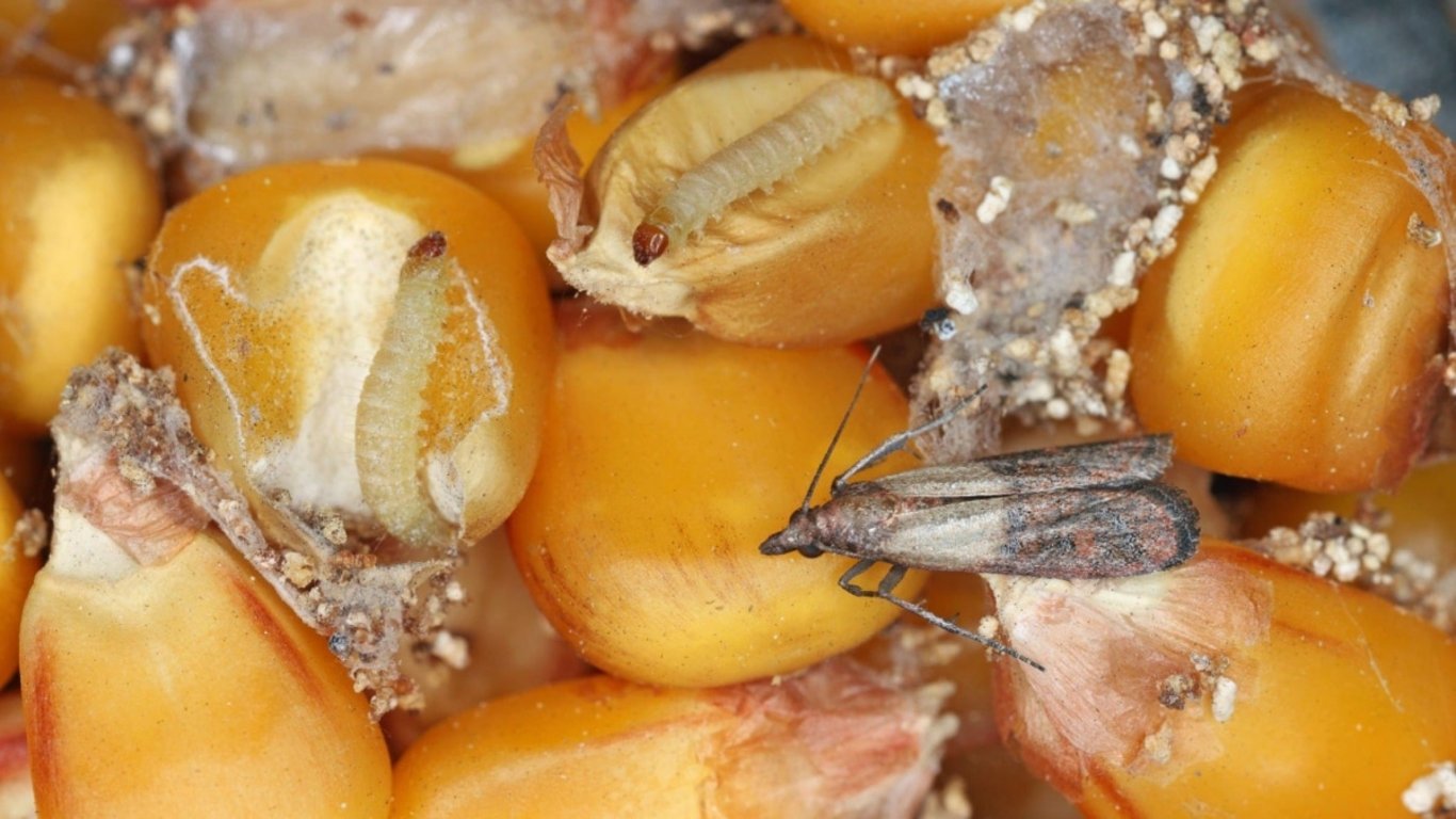 Necháváte mouku nebo cukr v původním balení? Právě tím riskujete problém, který většina lidí vůbec netuší