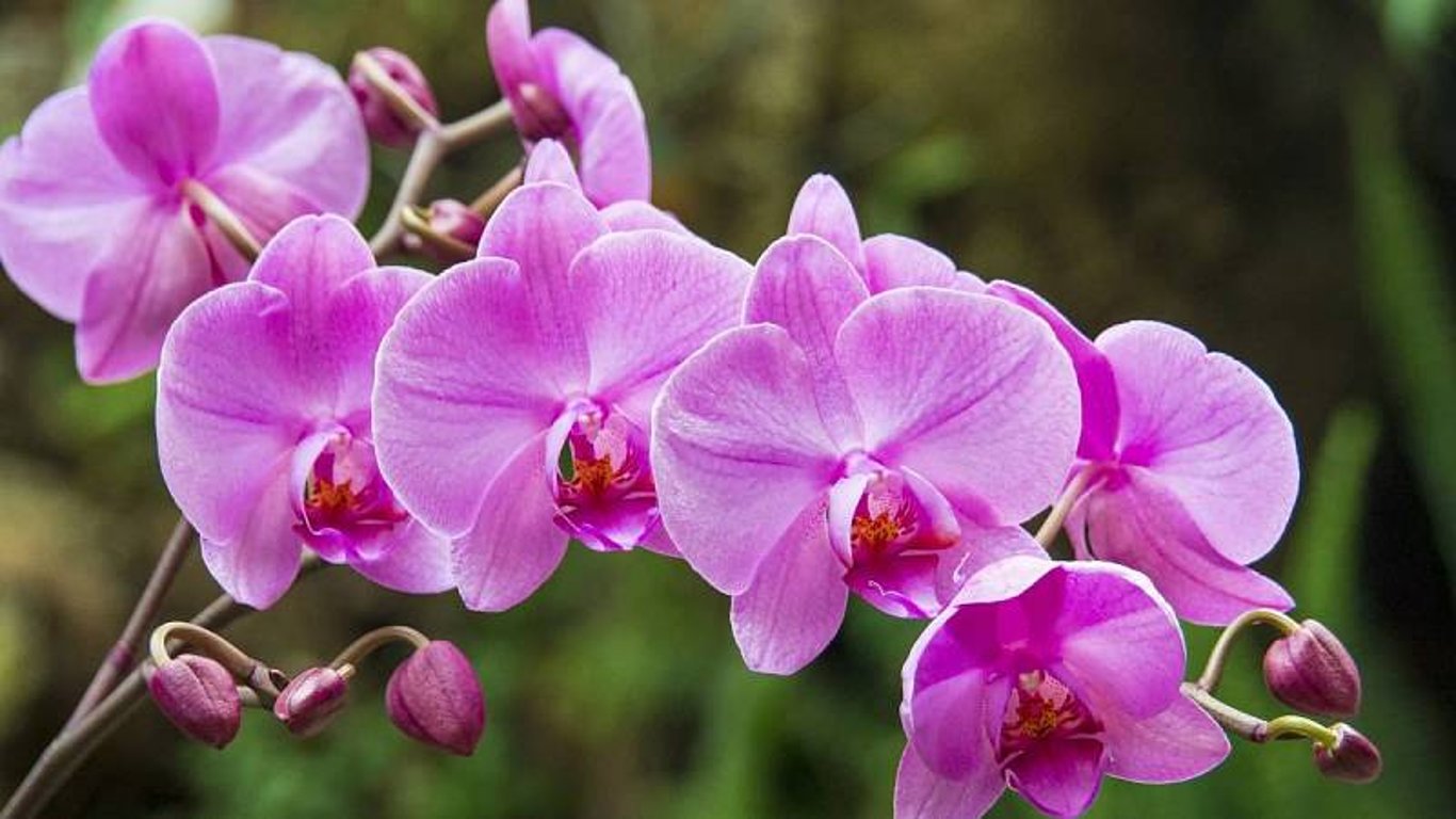 Skořice jako přítel orchidejí: Nejenže skořicová zálivka dodá orchidejím živiny, ale také dokáže vzkřísit mrtvou orchidej