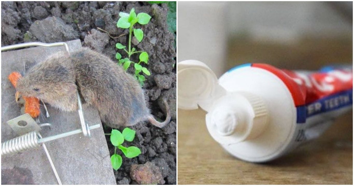 Jak zatočit s hlodavci bez chemie a zbytečných nákladů