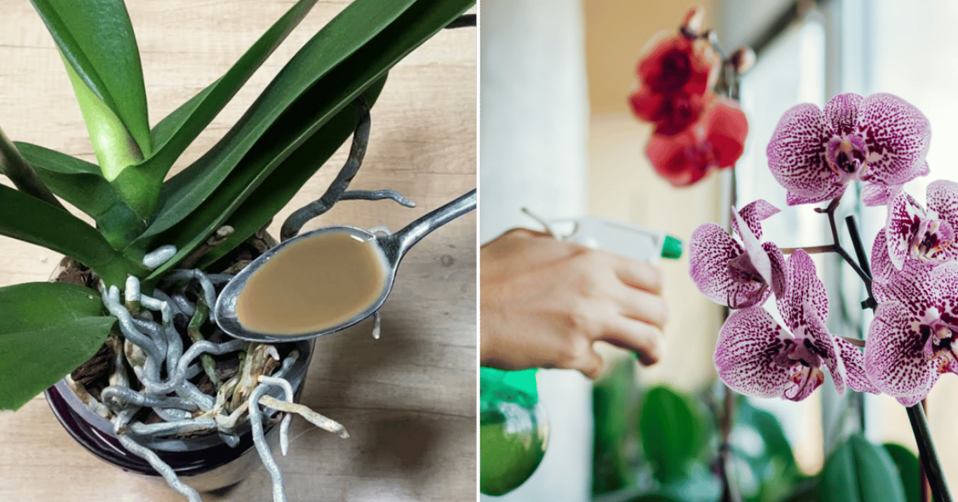 Sirup z domácí suroviny působí na orchideje jako živá voda. Zachrání i ty, které jsou na pokraji smrti