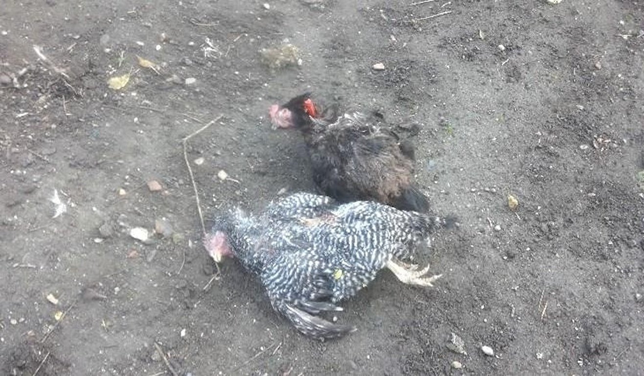 Psi se podhrabali na zahradu v Černovicích a zadávili slepice