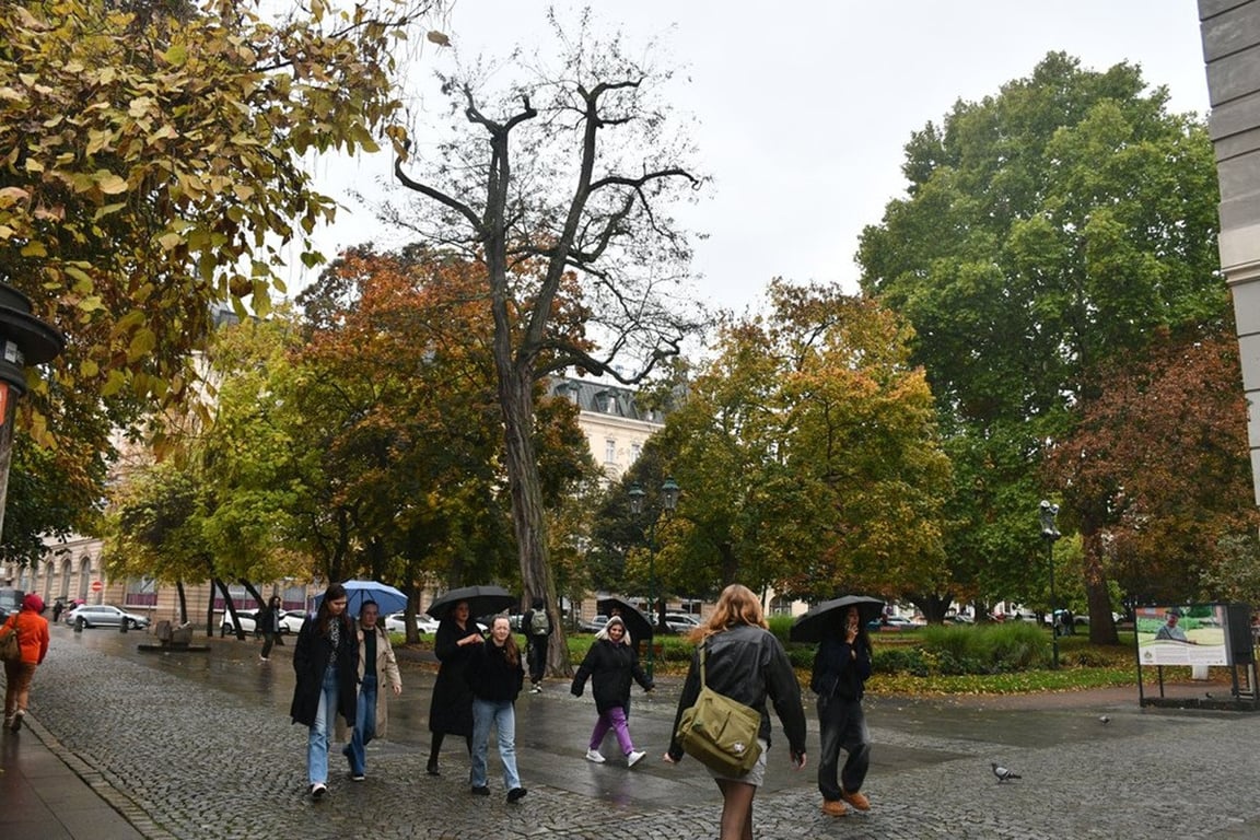 Dva staré a nebezpečné stromy v sadovém okruhu v centru města půjdou k zemi