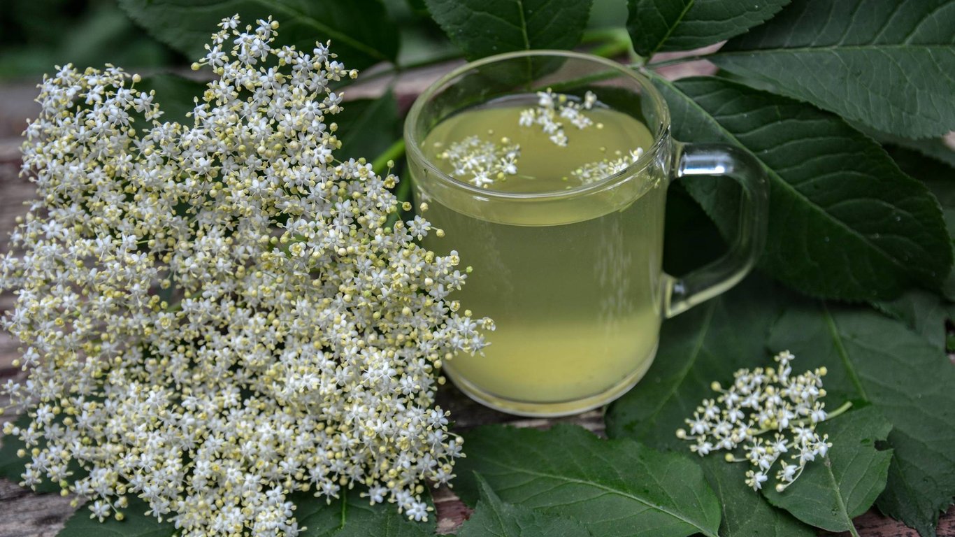 Odnože černého bezu lze vypěstovat snadno: Takto si pomocí mateřské rostliny vypěstujete nový bez