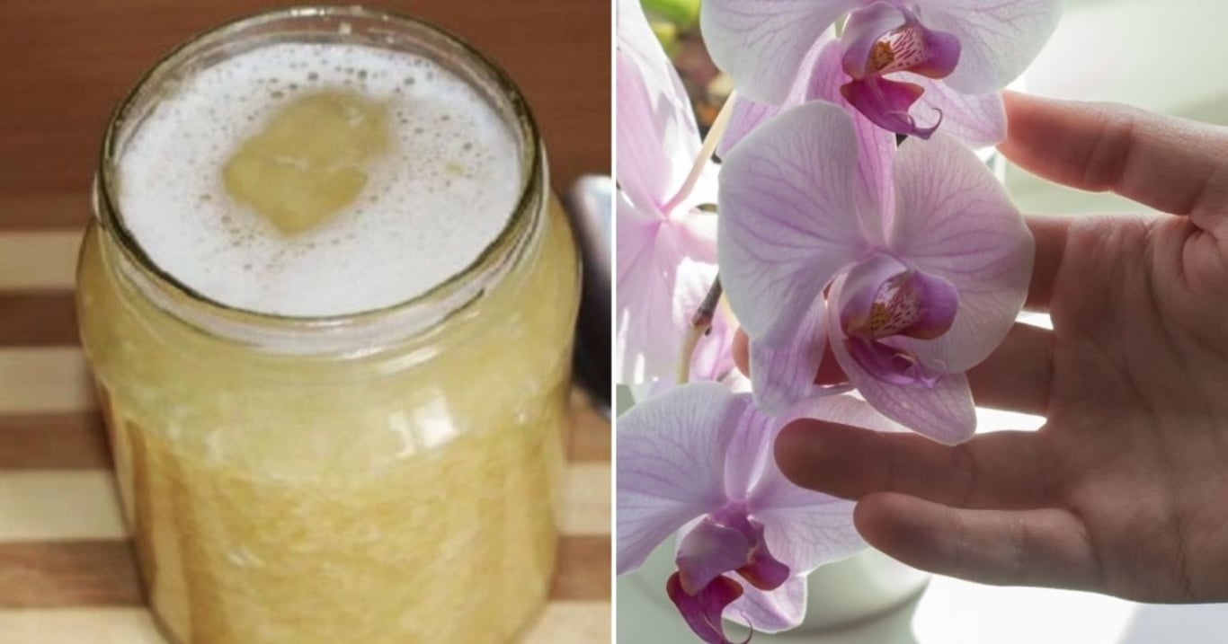 Většina pěstitelů má zázrak přímo doma a netuší o tom. Ultimátní hnojivo pro orchideje dokáže víc než drahé směsi
