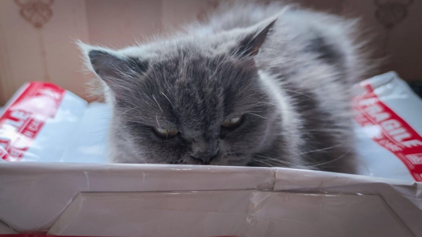 Stres může být pro zvíře horší než nemoc. Veterinář vysvětluje, jak poznat varovné signály a co s nimi dělat
