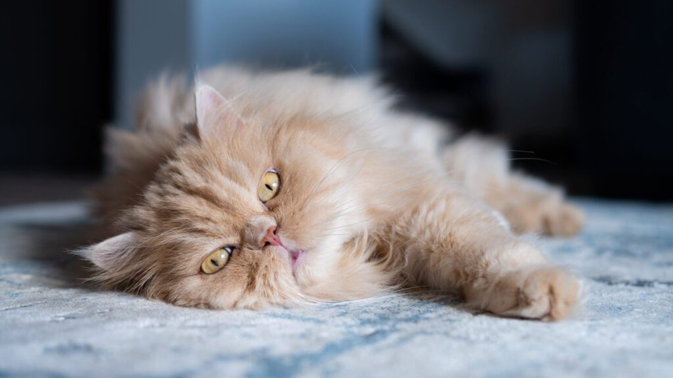 Perská kočka: Plyšový aristokrat s něžnou duší
