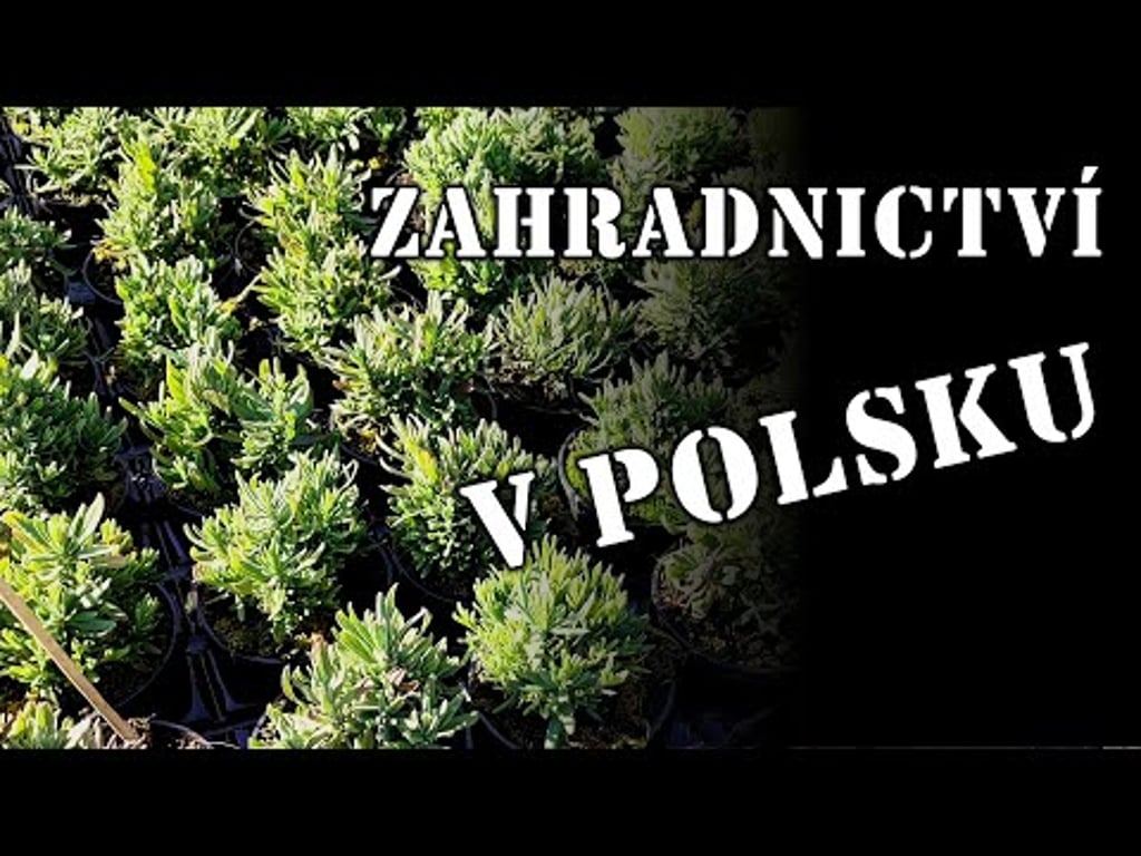 Video k článku