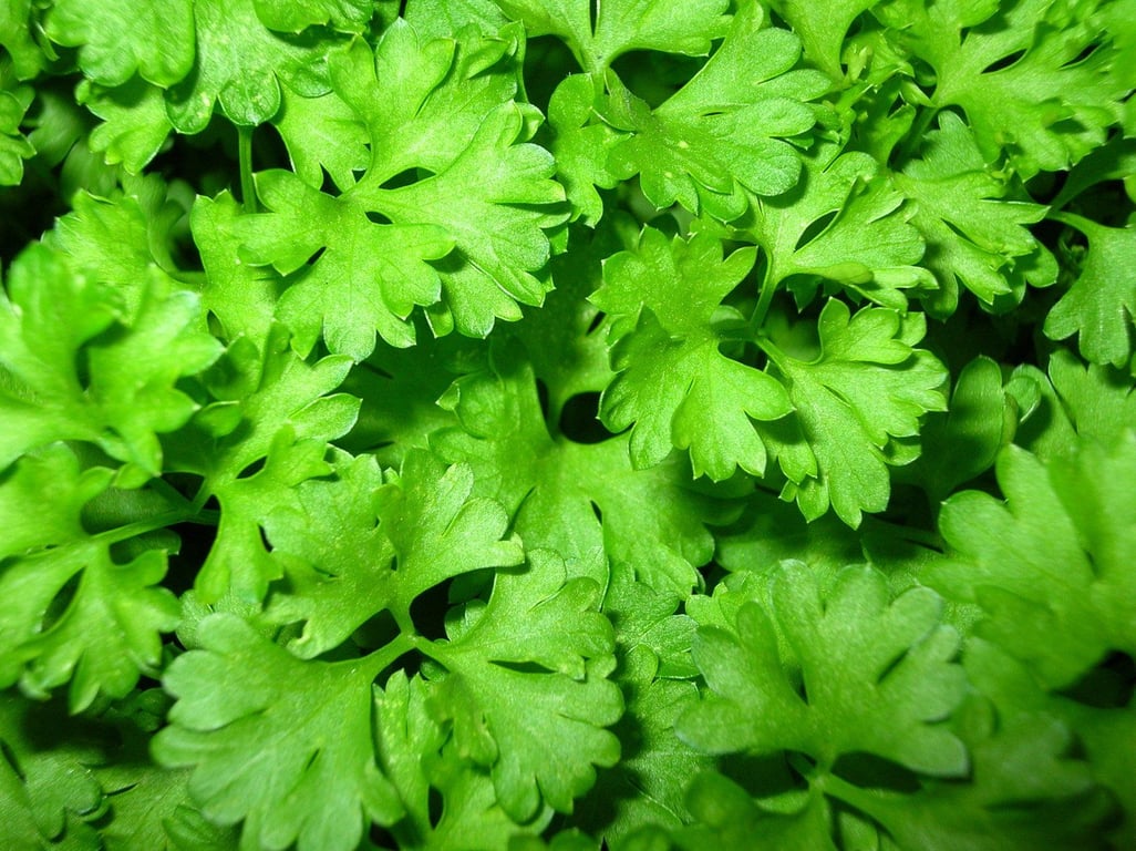 Uchovejte si na zimu zásoby zelené petrželky – recept na chutné pesto na těstoviny i do polévek