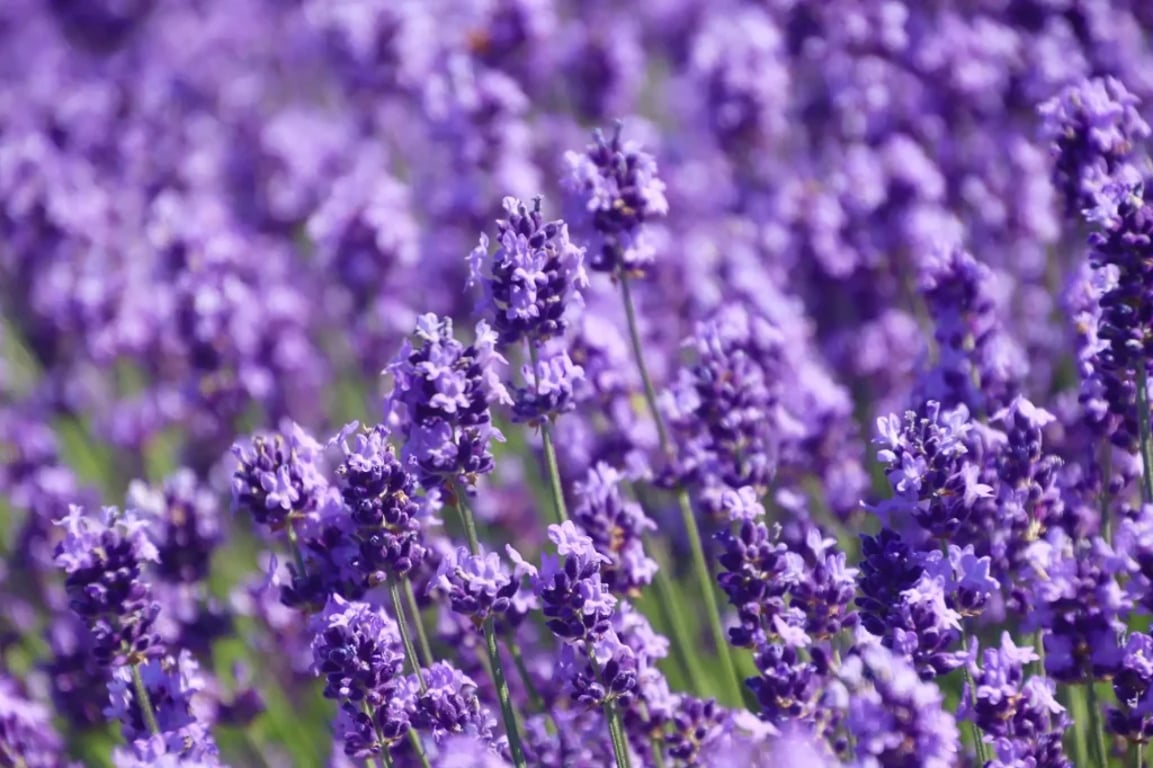 Toto je nejhorší věc, co můžete na podzim udělat s levandulí. Ublížíte jí tak, že už se nevzpamatuje