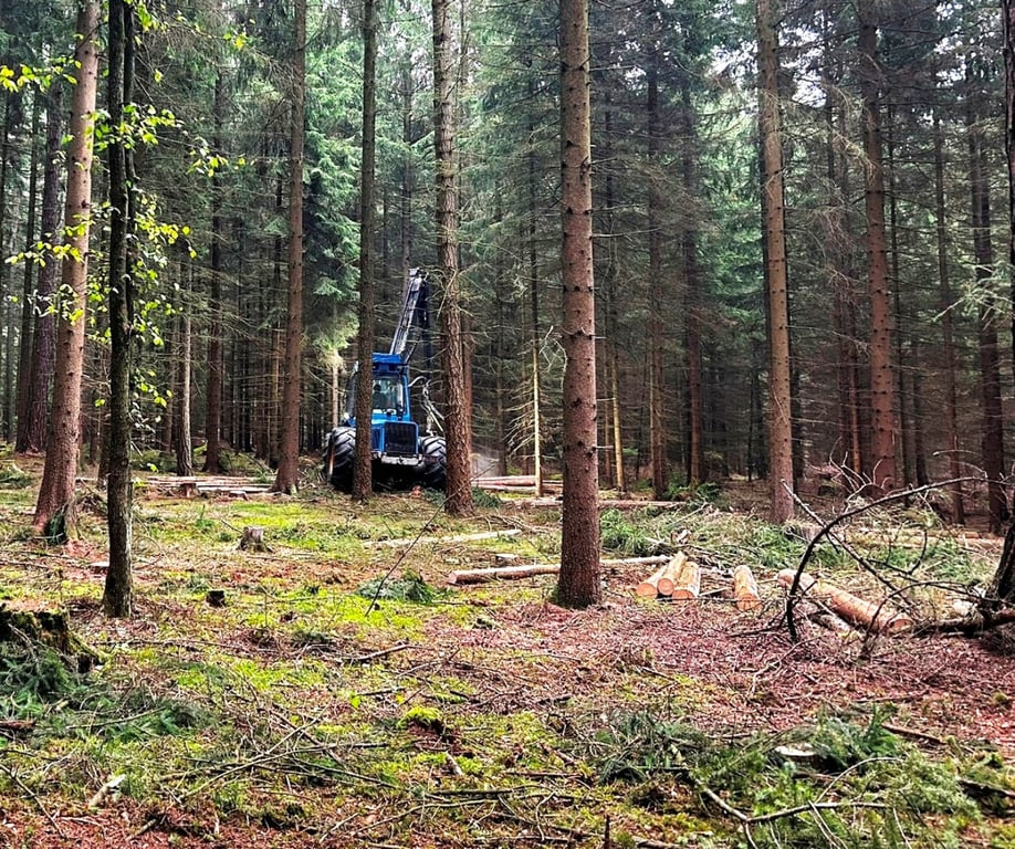 Jihlava chce kupovat lesy, zároveň pokračuje zalesňování po kůrovcové kalamitě