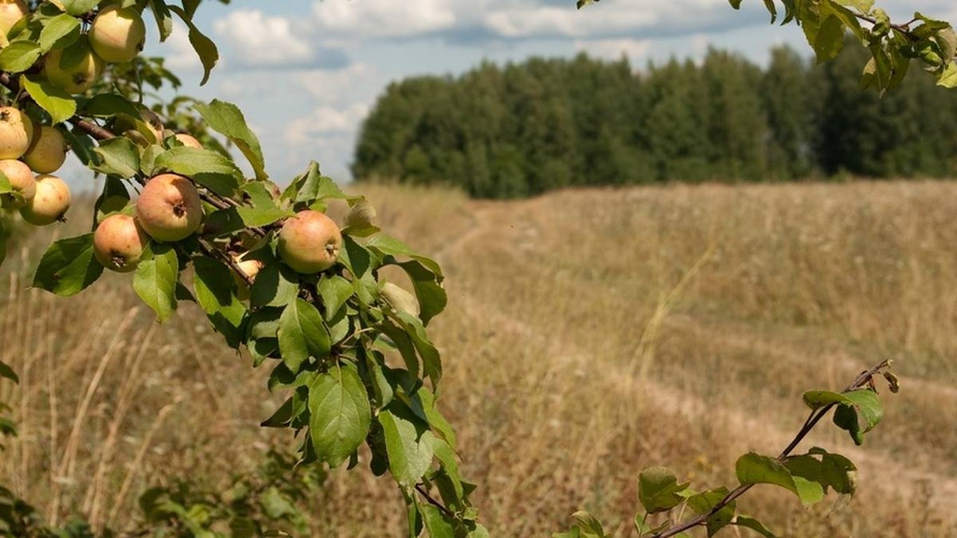 Jablka ze škarpy? Přestupek, o kterém Češi netuší
