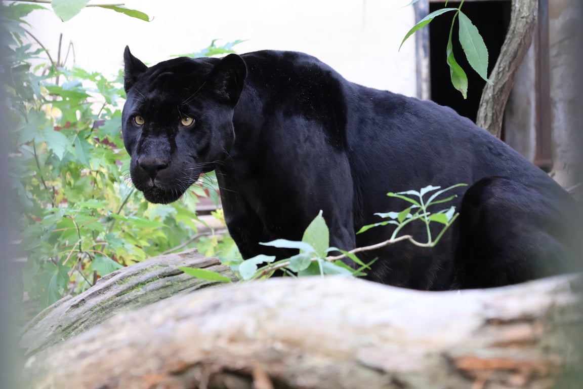 Černý jaguár z Hodonína odlétá na Tenerife, v tamní zoo zůstane dva roky