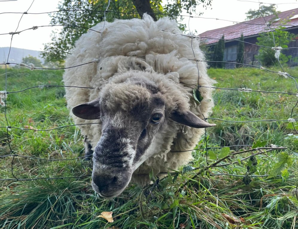 Ovce na Stránské skále v Brně napadají psi, pastevec je zoufalý