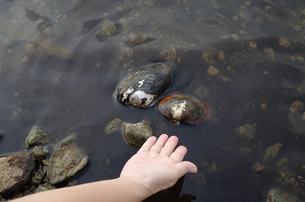 Nebezpečná škeble byla objevena v rybníku na Olomoucku