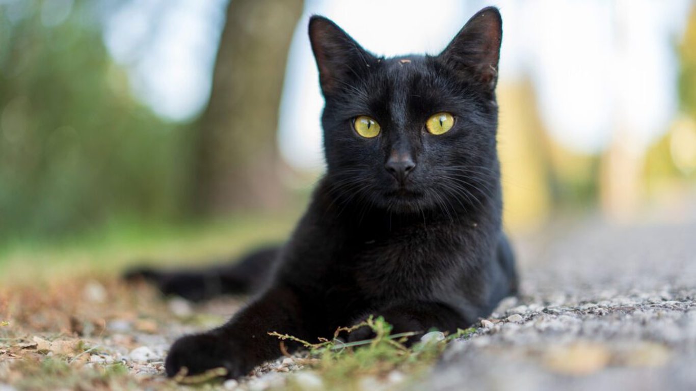 Kočky a demence: je to opravdu možné?