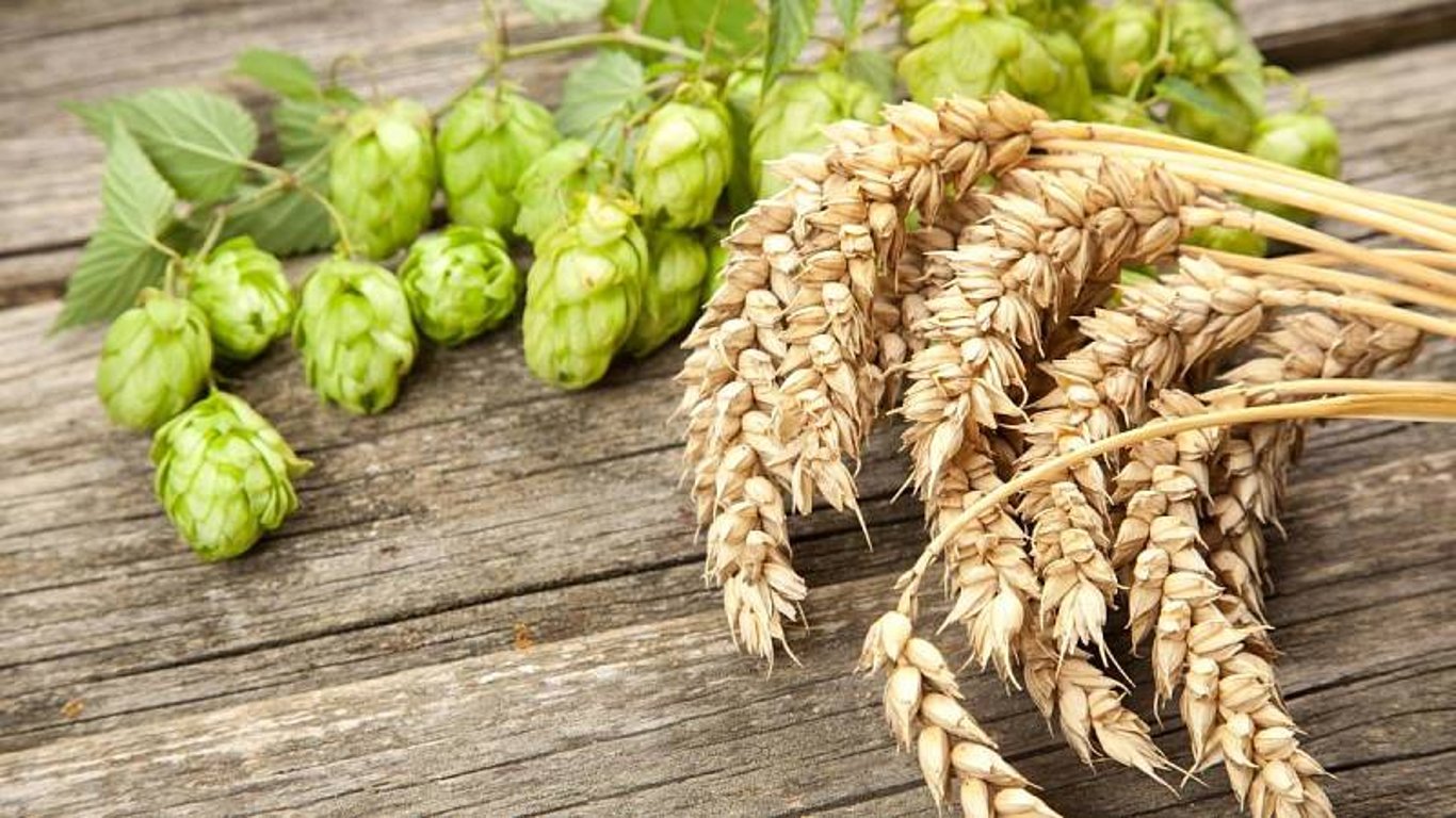 Pivo a jeho složky, které tvoří chuť, která to vyhrává u milionů lidí