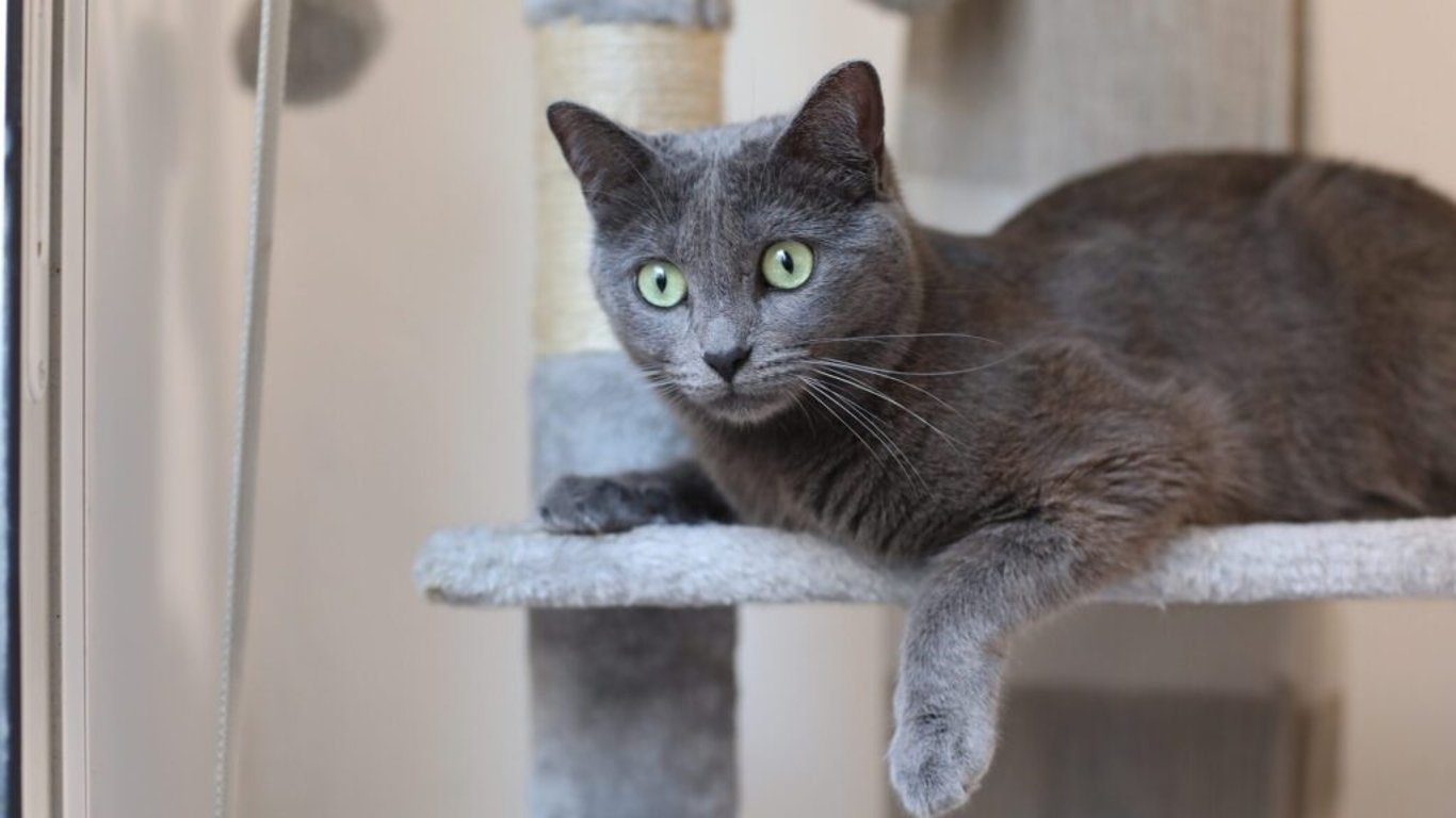 Ruská modrá: Tichá, ale věrná