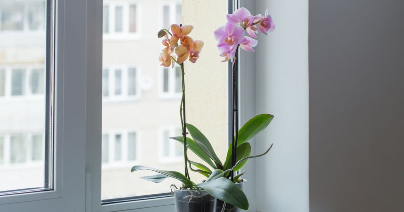 Dva roky jsem se marně snažila, aby orchidej vykvetla. Pak mi kamarádka prozradila jednoduchý trik, který vše změnil