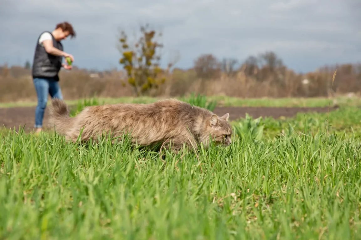 kočka loví na zahradě, v pozadí majitel sází na políčku