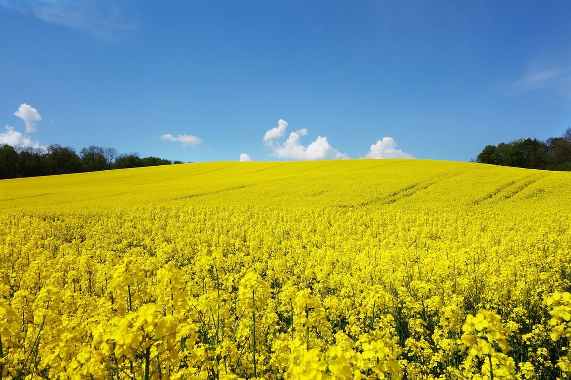 rape blossom, rape field, oilseed rape, oilseed rape field, rapeseed field, landscape, yellow flowers, blossom, bloom, nature, field, forest, field of flowers, meadow, yellow flowers, yellow flowers, field, field, field, field, field, forest, forest, forest, forest