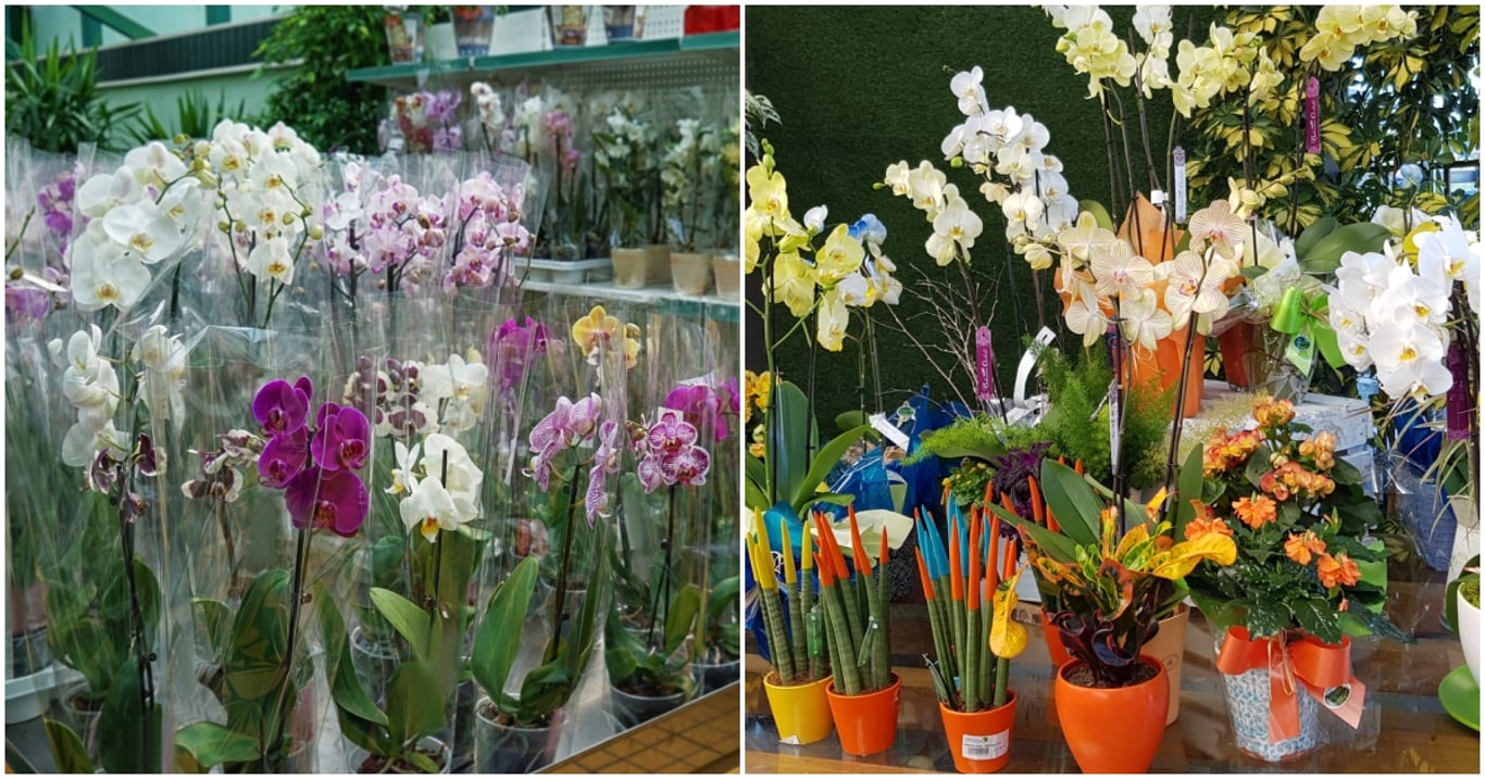 Staré orchideje dlouho nevydrží a mladé si dávají na čas. Ideální věk pozná jen pozorný pohled