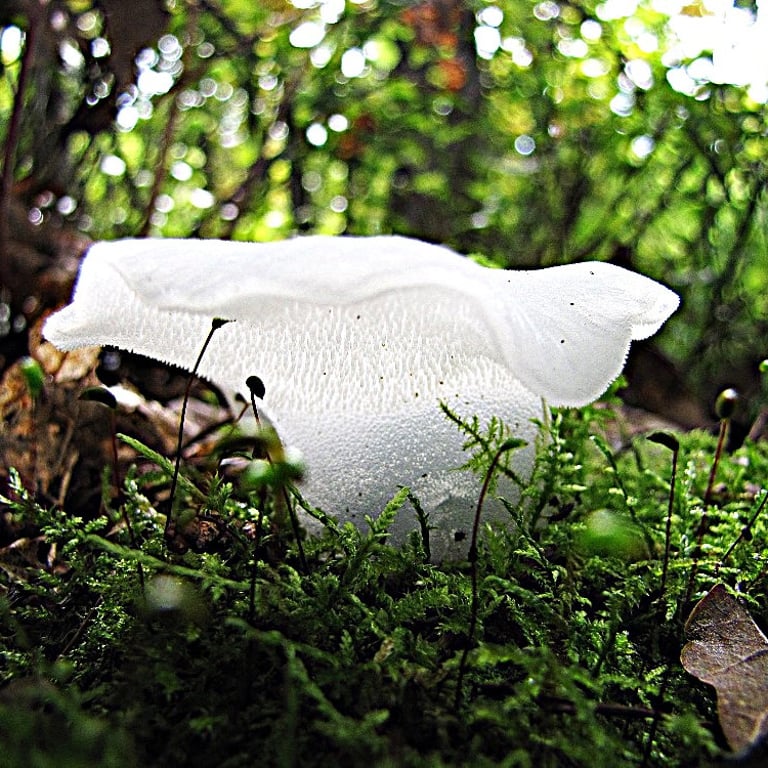 Za houbami a mechy do braniborského lesa