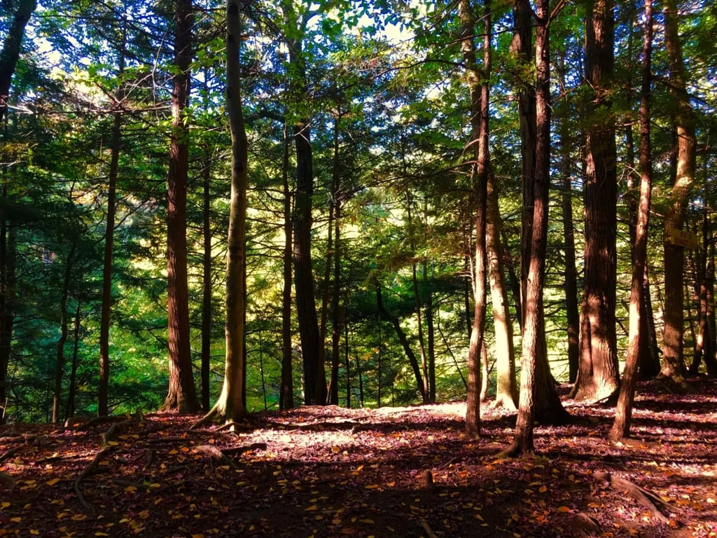 Chestnut Ridge Park v New Yorku 