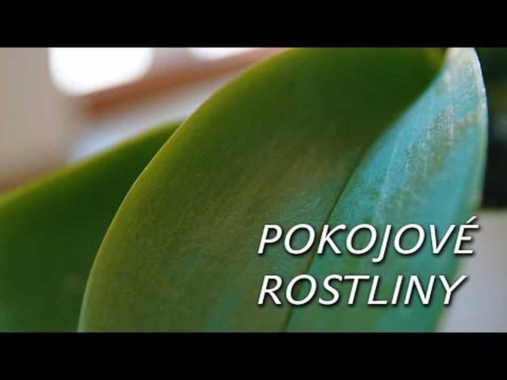 Video k článku