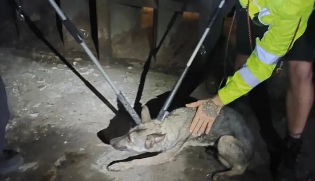 Fenka, která na několik hodin zastavila pražské metro, byla čerstvě vyzvednutá z útulku