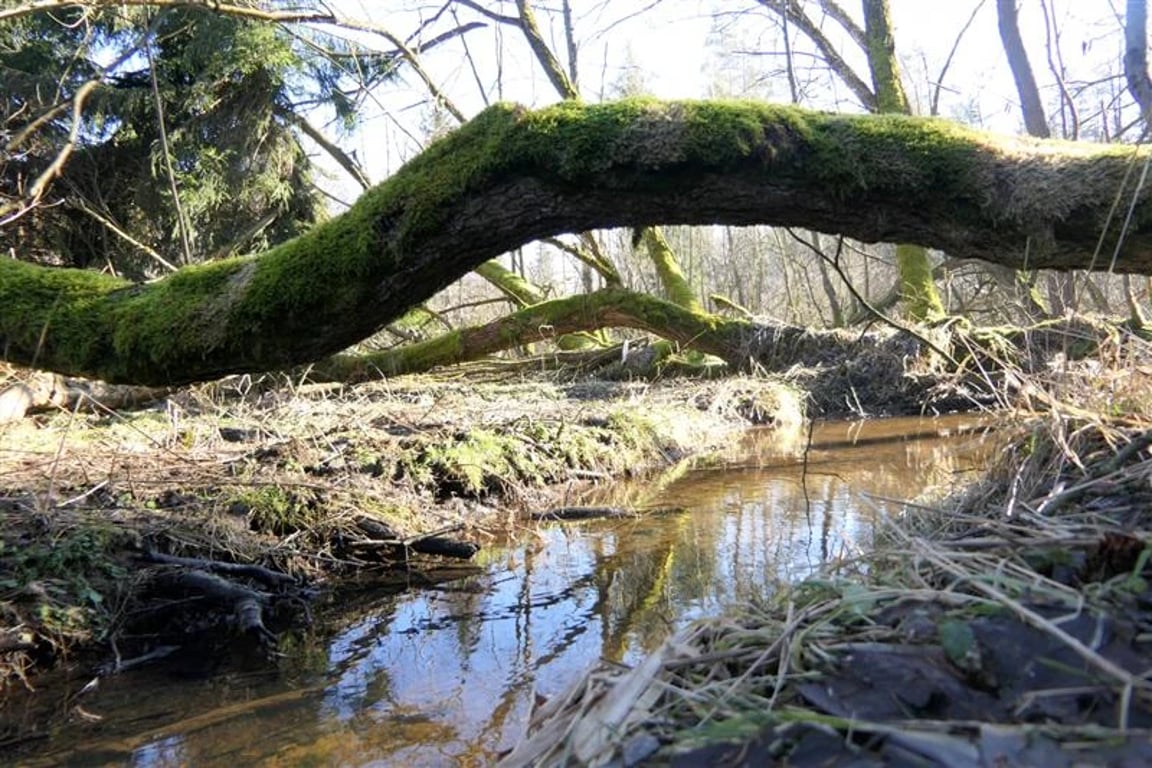Na Vysočině láká dobrovolníky budování tůní a sázení stromů