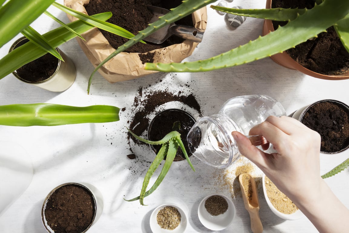 Jak použít rýži jako hnojivo pro pokojové rostliny 