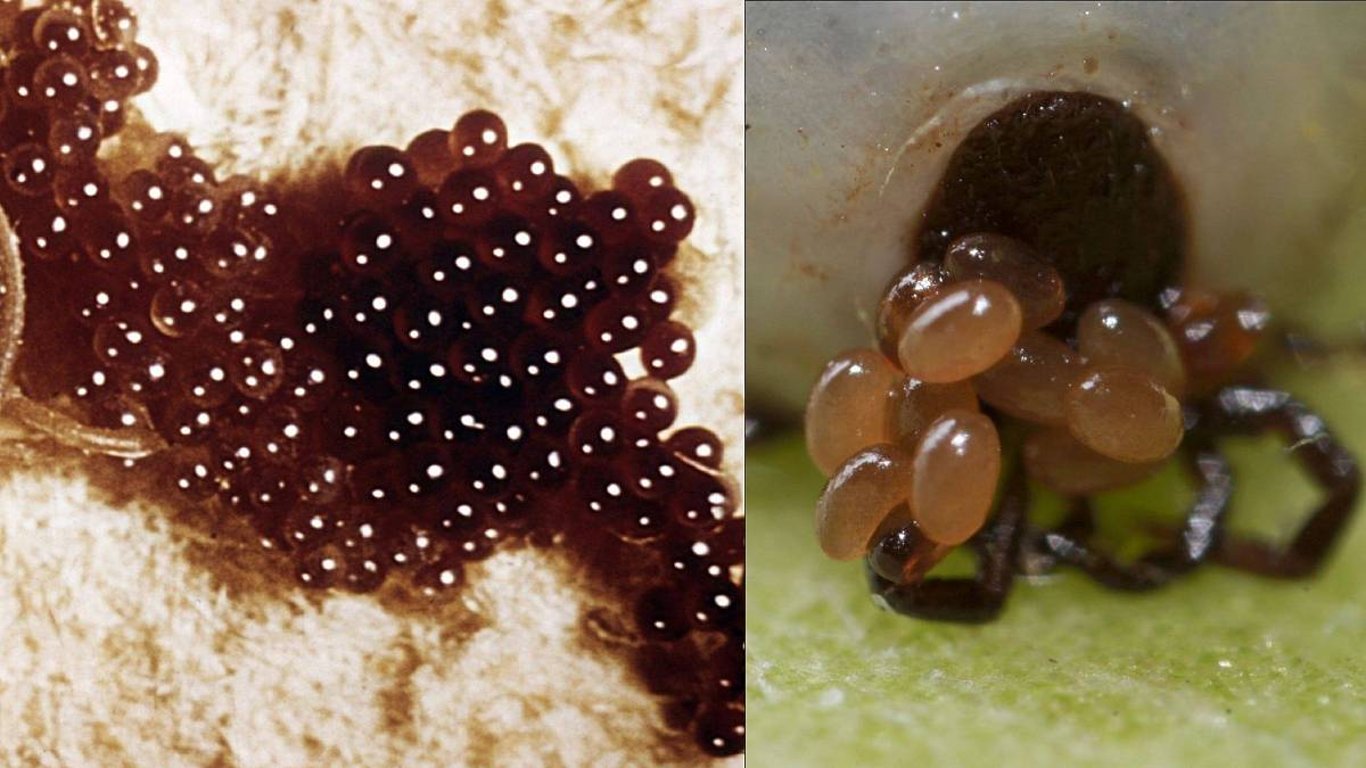 Objevíte-li na zahradě nahnědlý „kaviár