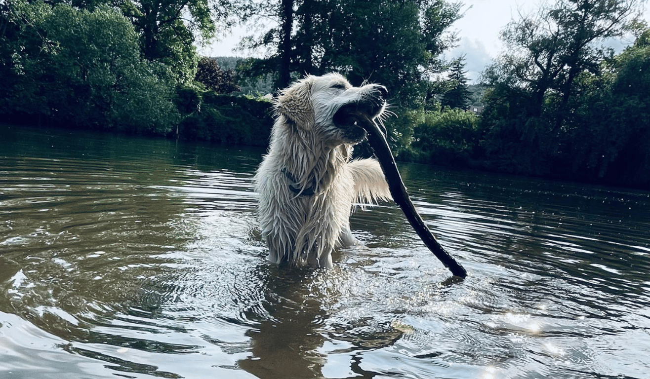 Psí výletník Coudy se rodině ztratil na procházce. Sám odjel vlakem do Brna