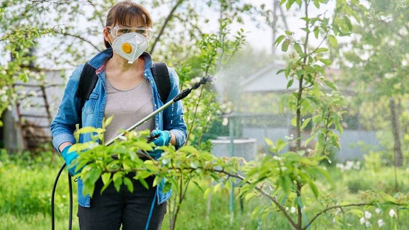 Na mšice můžete použít různé druhy postřiků. Vyrobit si doma můžete třeba i postřik z mléka nebo oleje