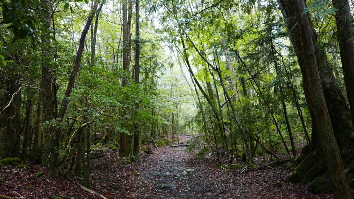 Les sebevrahů Aokigahara v Japonsku