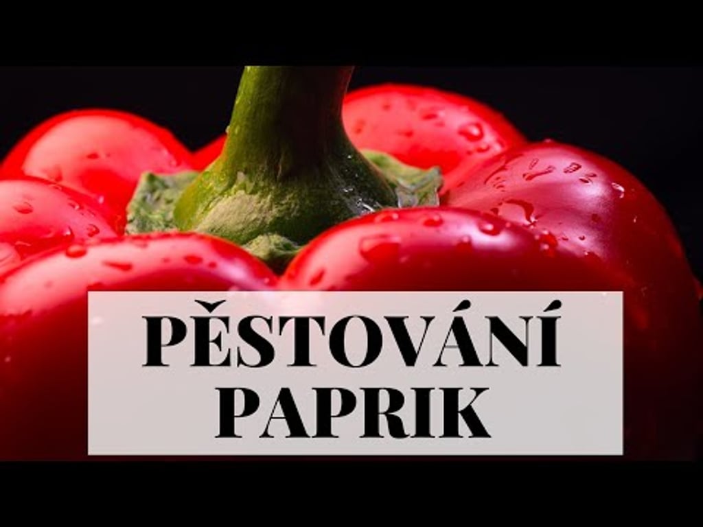 Video k článku