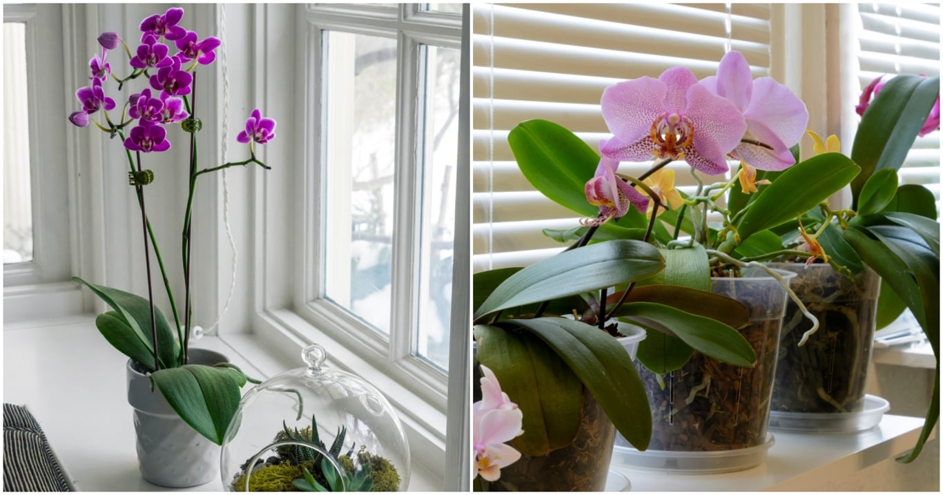 Mnoho lidí pěstuje orchideje vedle rostlin, které jim nesvědčí. Právě to je častý důvod, proč neprospívají