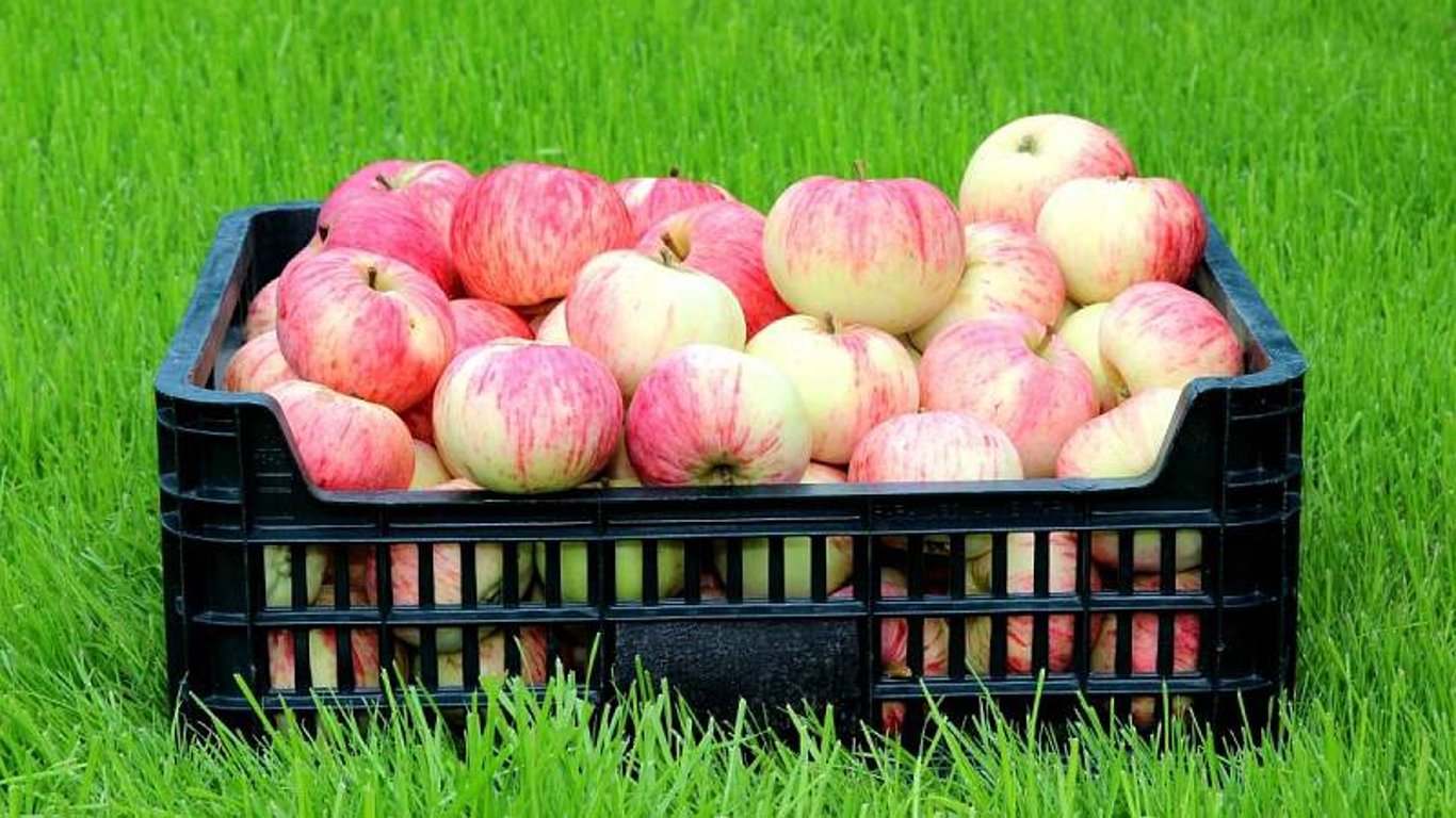 Příprava na skladování nejvíce konzumovaného ovoce vypěstovaného v našich podmínkách