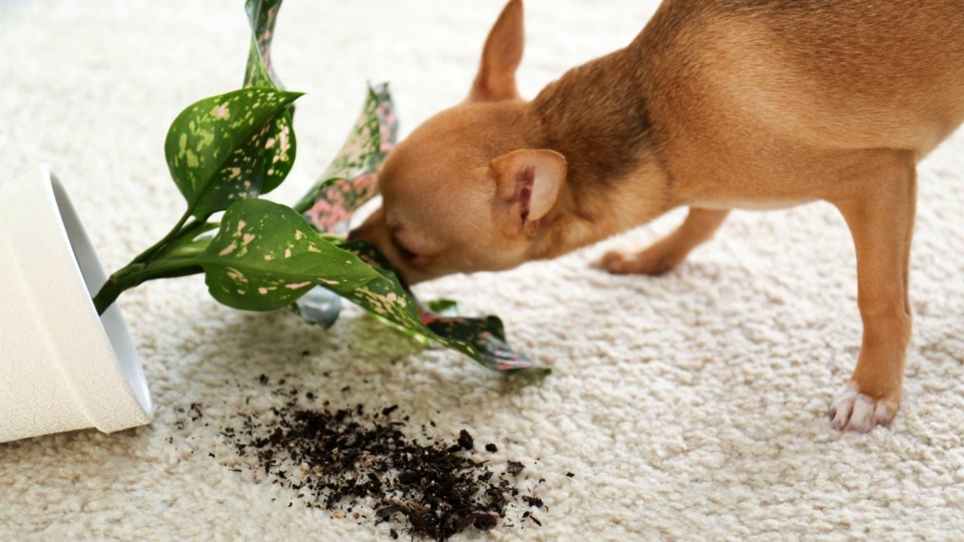 Některé pokojovky působí krásně, ale skrývají jed. Stačí jedno kousnutí a mazlíček už se nenadechne