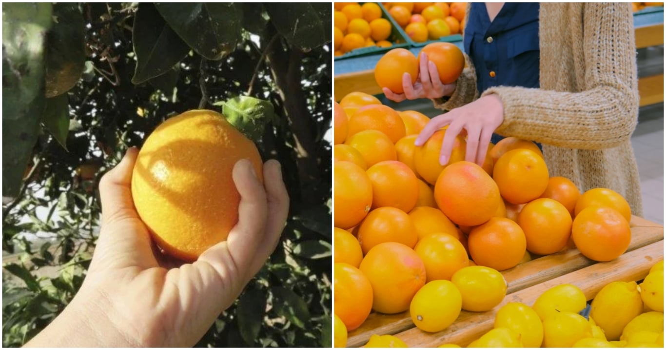 V obchodě poznáte nejlepší pomeranč podle jednoduchého triku. Ve Španělsku ho znají všichni