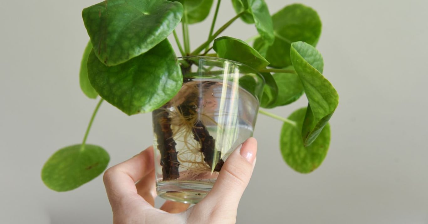 Jak zakořenit každou rostlinu během pár hodin? Zkušení zahrádkáři přidají do vody jen jednu surovinu, a je hotovo