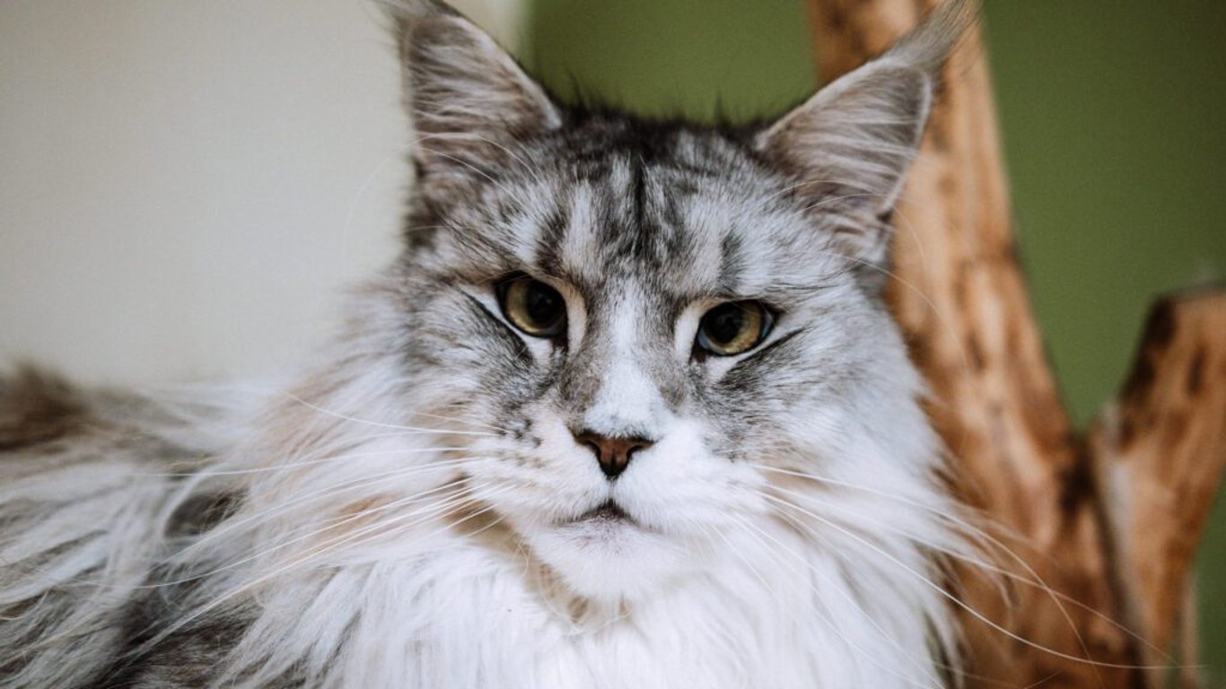 Mainská mývalí kočka: Obří něžný přítel