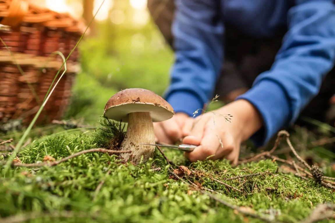 Jeden může být jedovatý: Ani většina zkušených houbařů nerozliší hřib koloděj a hřib kovář. Vy je poznáte?