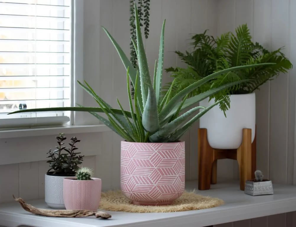 Na světlé poličce u okna je aloe vera v růžovém květináči s geometrickým vzorem.