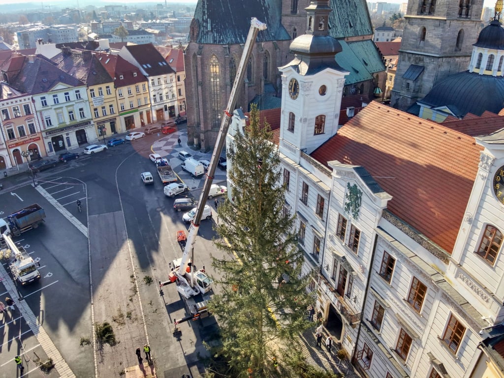 Hradec už má vybrané vánoční stromy. Radnice však zatím tají, odkud budou