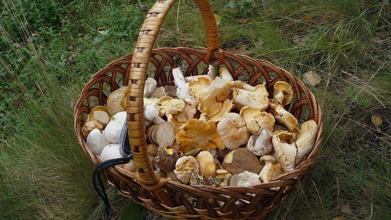 Sbíráte houby? Dejte si pozor, za tyto druhy vám hrozí pokuta až 2 000 000 Kč